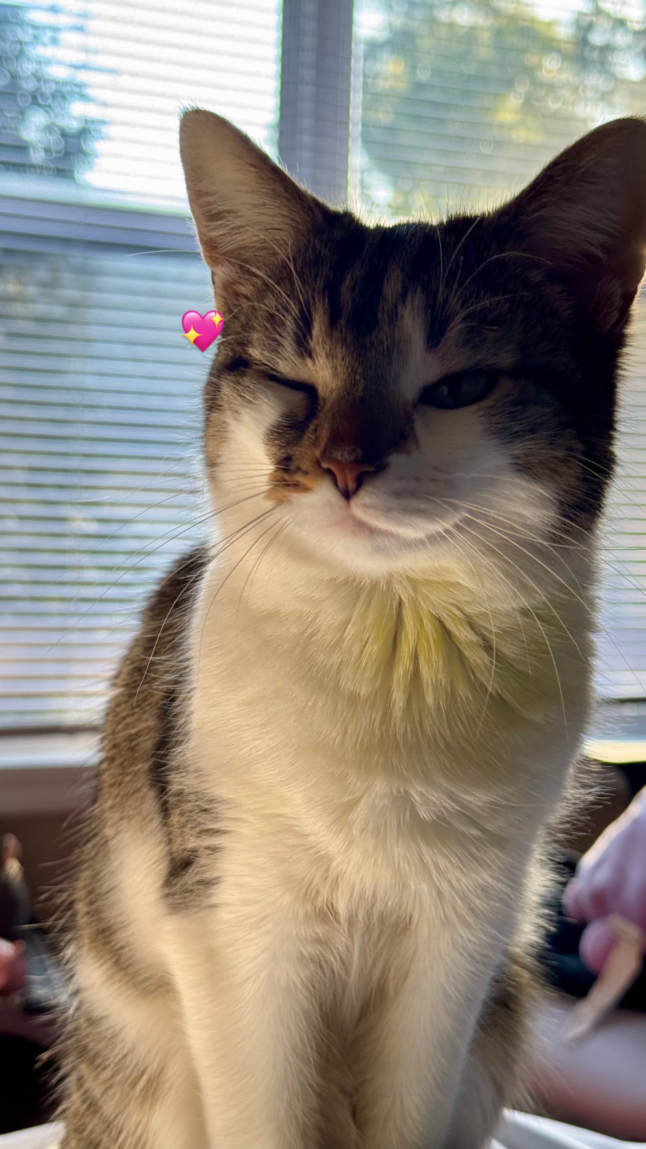 Paw Hug Ring - Faie Jewels